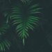 Photo Image: Marijuana Plant Nouns: THC, Cannabis