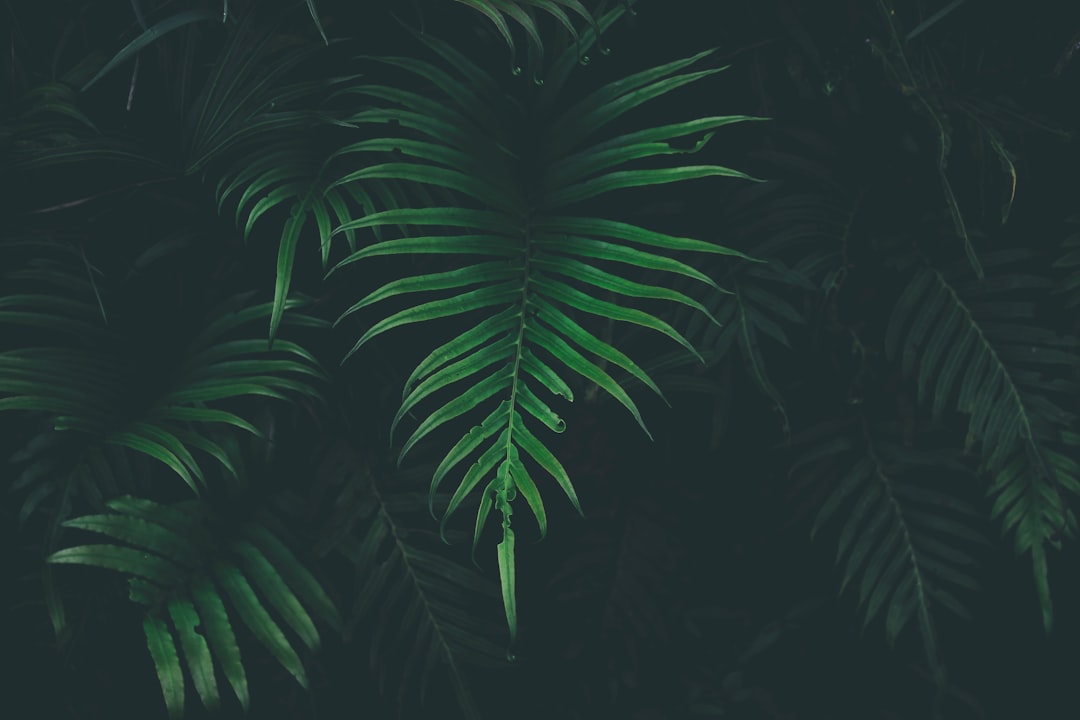Photo Image: Marijuana Plant Nouns: THC, Cannabis