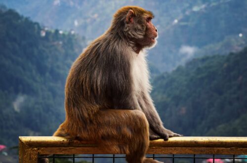 Photo Jeans, Monkey