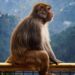 Photo Jeans, Monkey